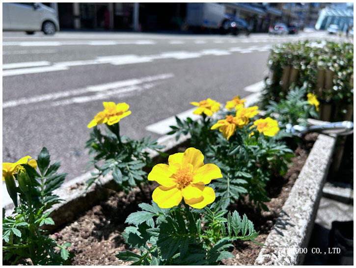 flower_katamachi.jpg