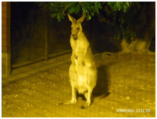 08kangaru.jpg