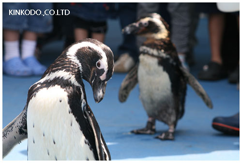 のとじま水族館