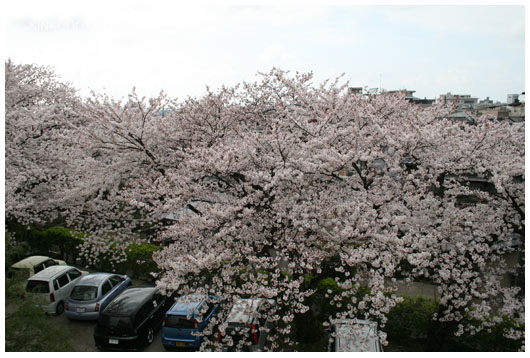 桜