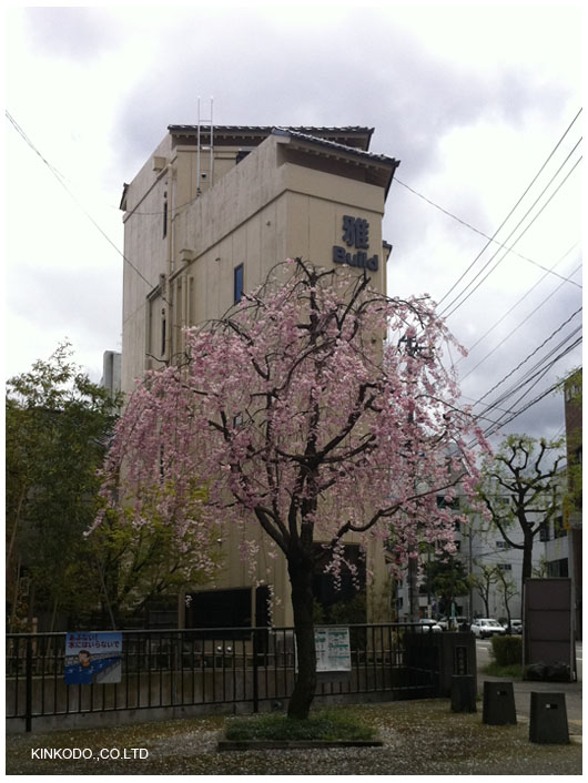 しだれ桜