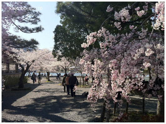 2011arashiyama1_2.jpg