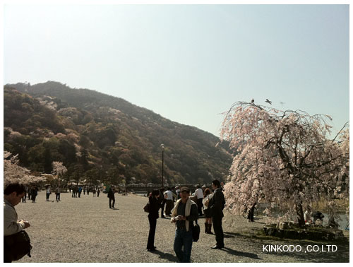 2011arashiyama2.jpg