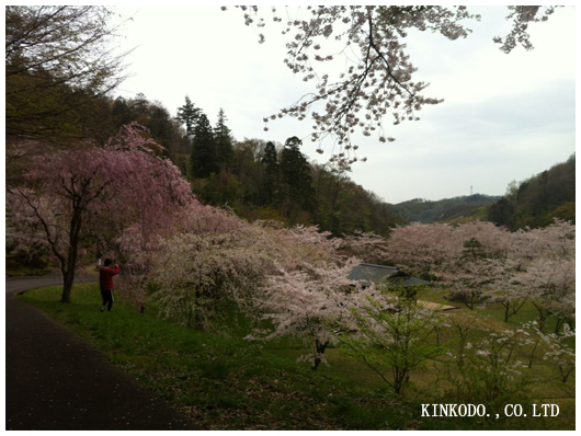 2012sakura1.jpg