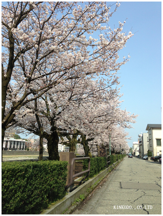 2013sakura.jpg