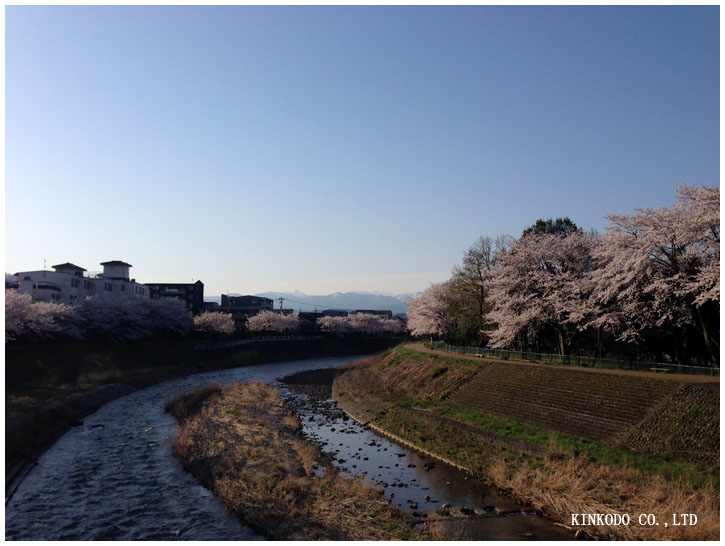 お花見ラン