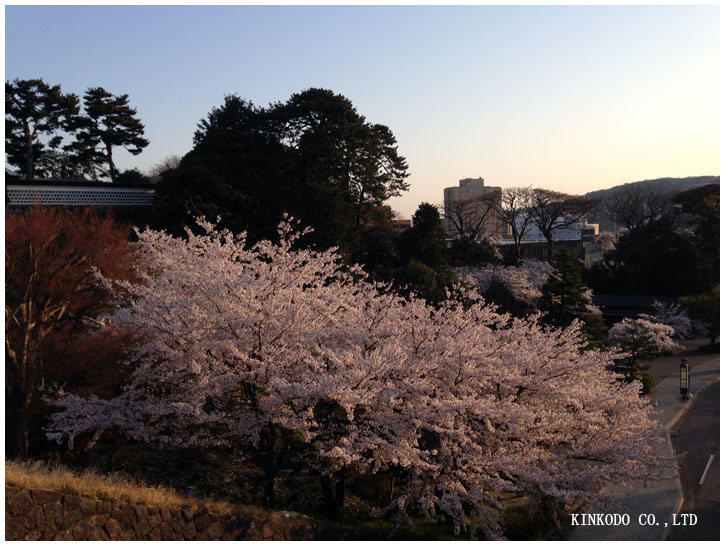 お花見ラン