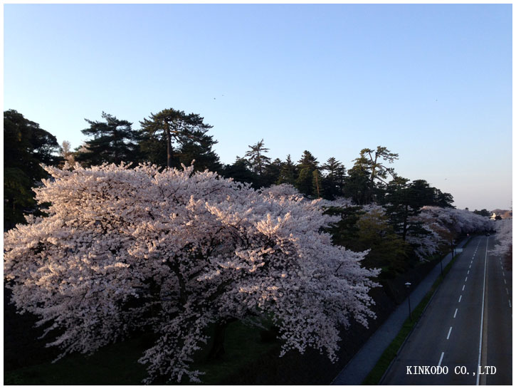 お花見ラン