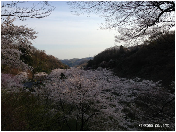 お花見ラン