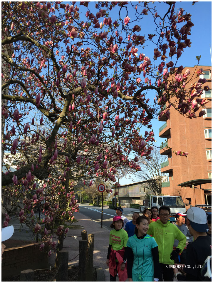 2015hanami4.jpg