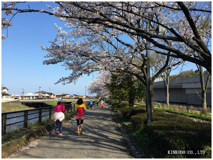 2015hanami5.jpg