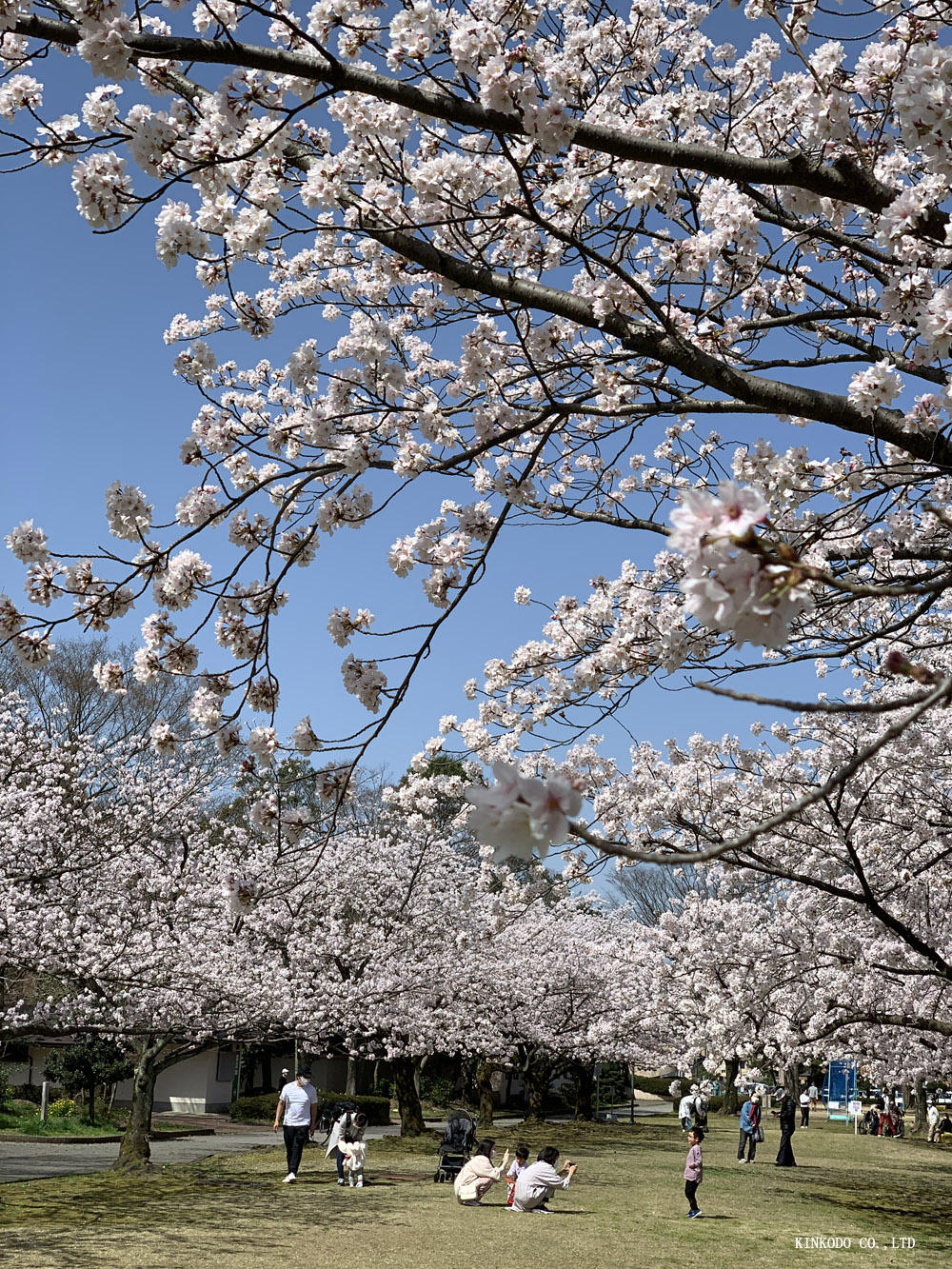 https://www.kinkodo.jp/blog/images/2021sakura5.jpg