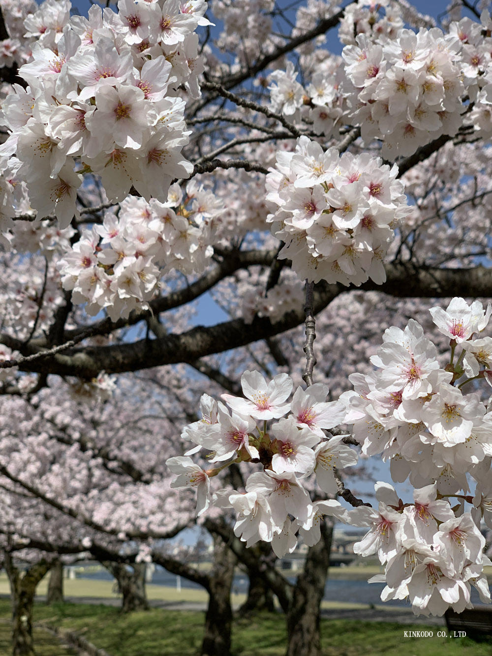 https://www.kinkodo.jp/blog/images/2021sakura62.jpg