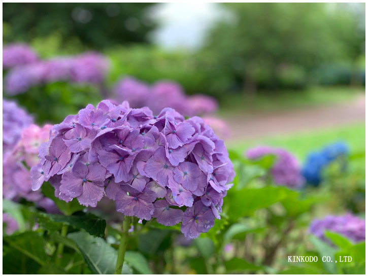 紫陽花朝練