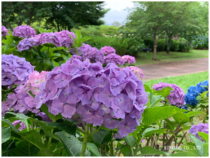 紫陽花朝練