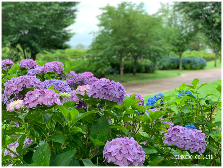 紫陽花朝練