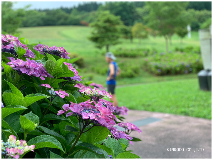 紫陽花朝練