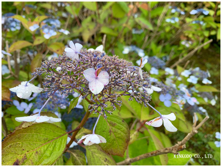 紫陽花朝練