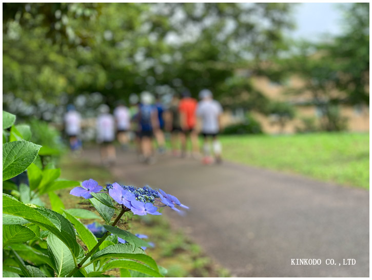 紫陽花朝練