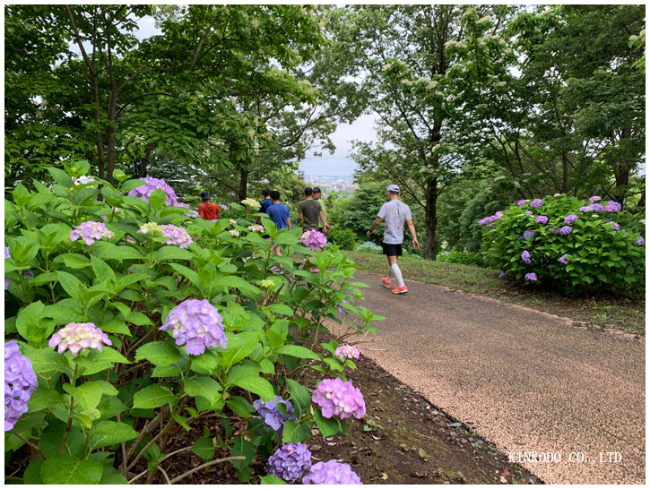 紫陽花朝練