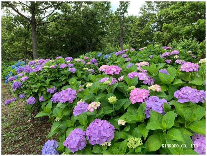 紫陽花朝練