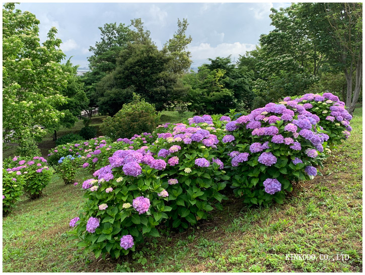 紫陽花朝練