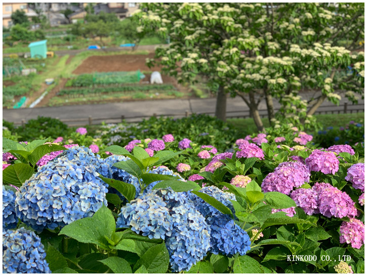 紫陽花朝練