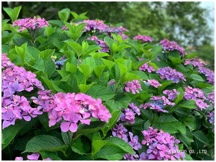 紫陽花朝練