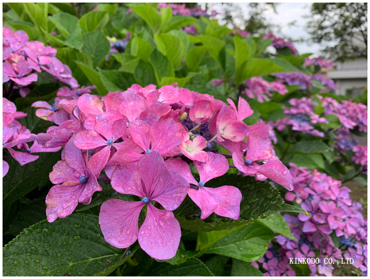 紫陽花朝練