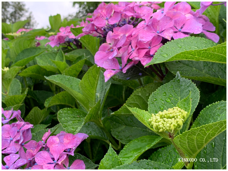 紫陽花朝練