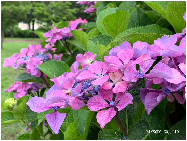 紫陽花朝練