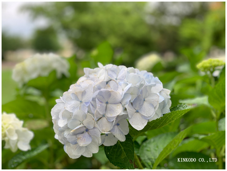 紫陽花朝練