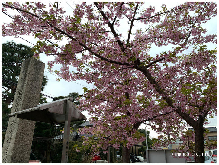 カザヅザクラ(河津桜)