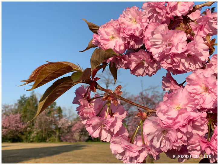 八重桜"