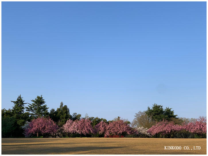 八重桜"