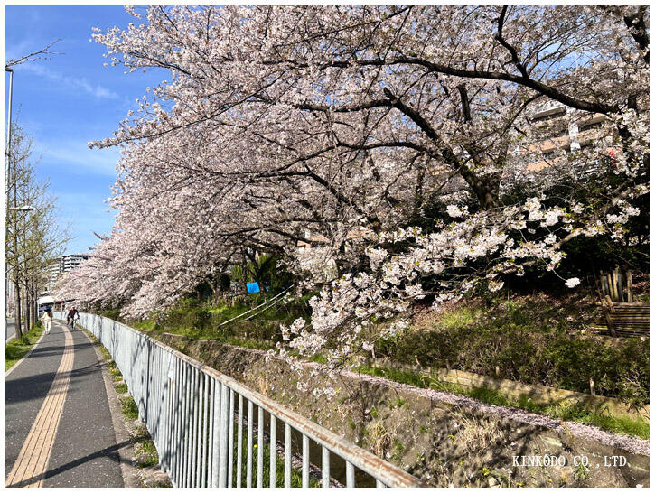 osaka_sakura.jpg