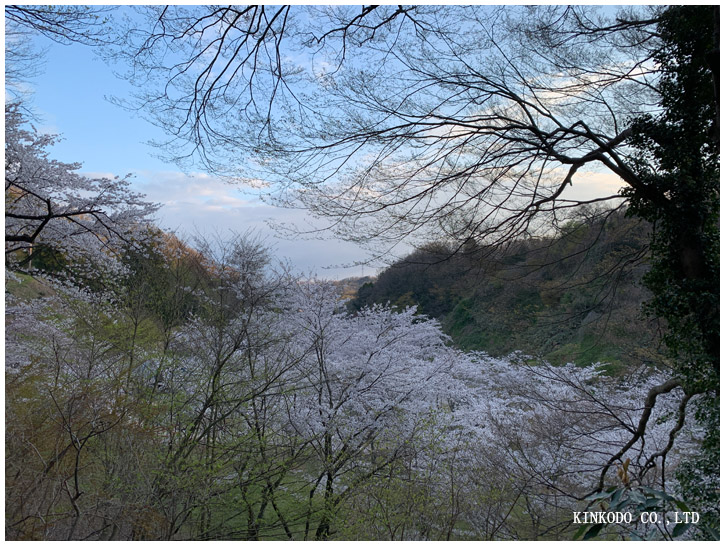 卯辰山桜