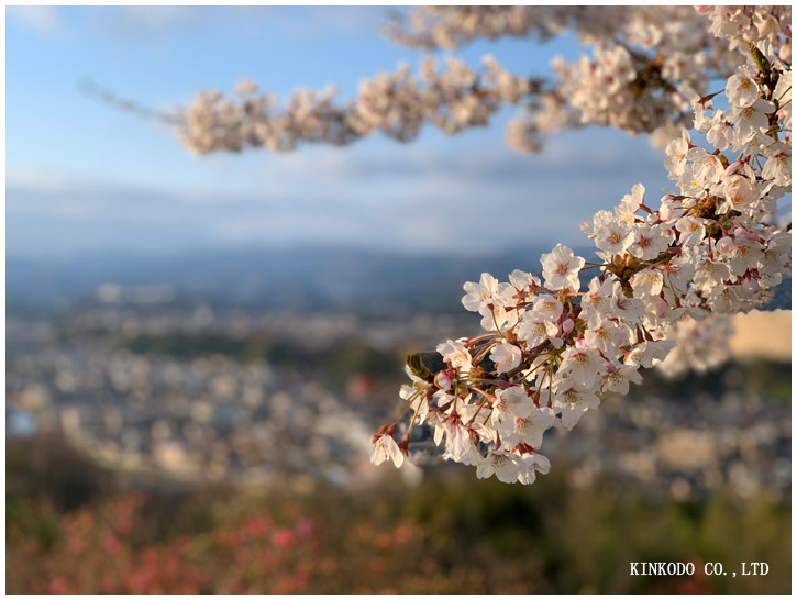 卯辰山桜