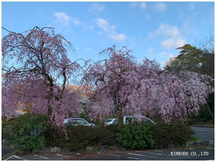 卯辰山桜