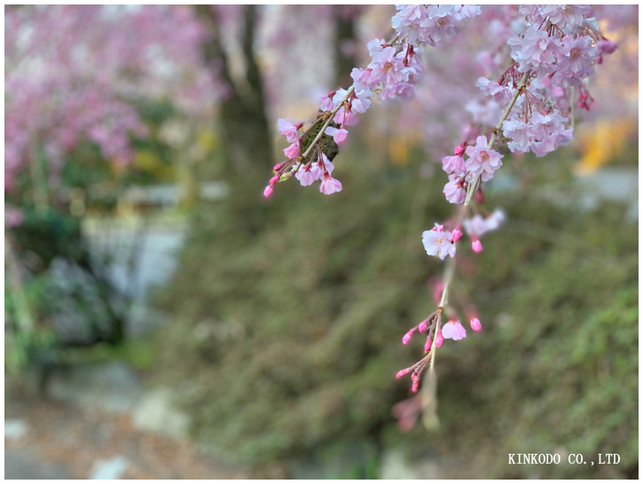 卯辰山桜