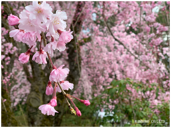 卯辰山桜