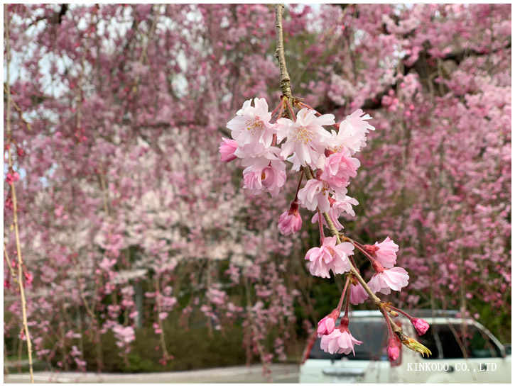 卯辰山桜