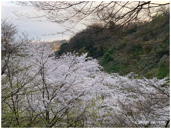 卯辰山桜