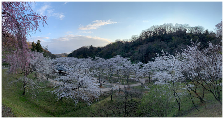 卯辰山桜