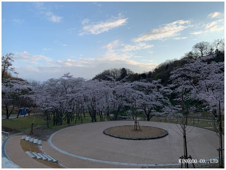 卯辰山桜