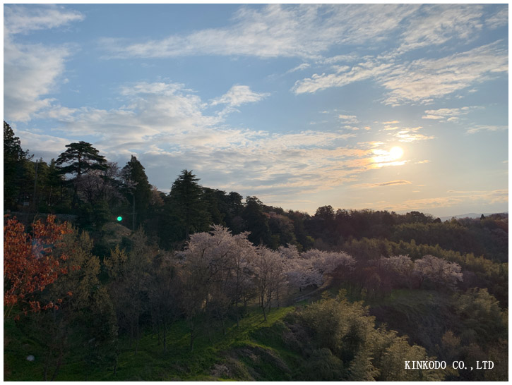 卯辰山桜