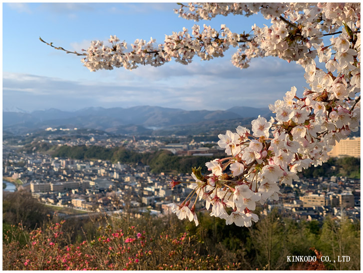 卯辰山桜