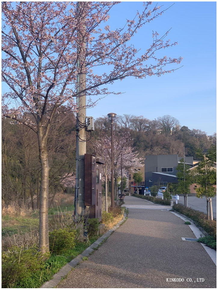 朝ランは花見ランにモーニング。