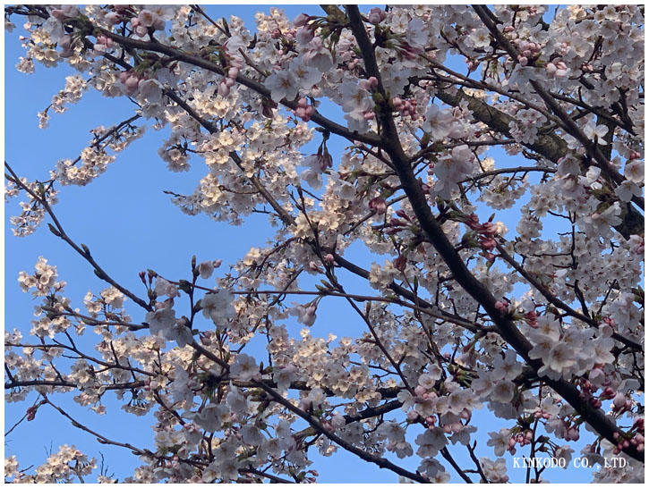 朝ランは花見ランにモーニング。