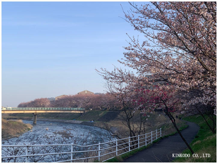 朝ランは花見ランにモーニング。